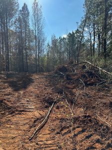 Clearing at Mulberry Rock Park Phase 2 Magnum Contracting